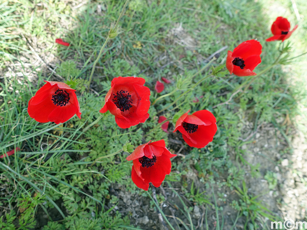 Crete Rethminon, Spili Fourkismenou