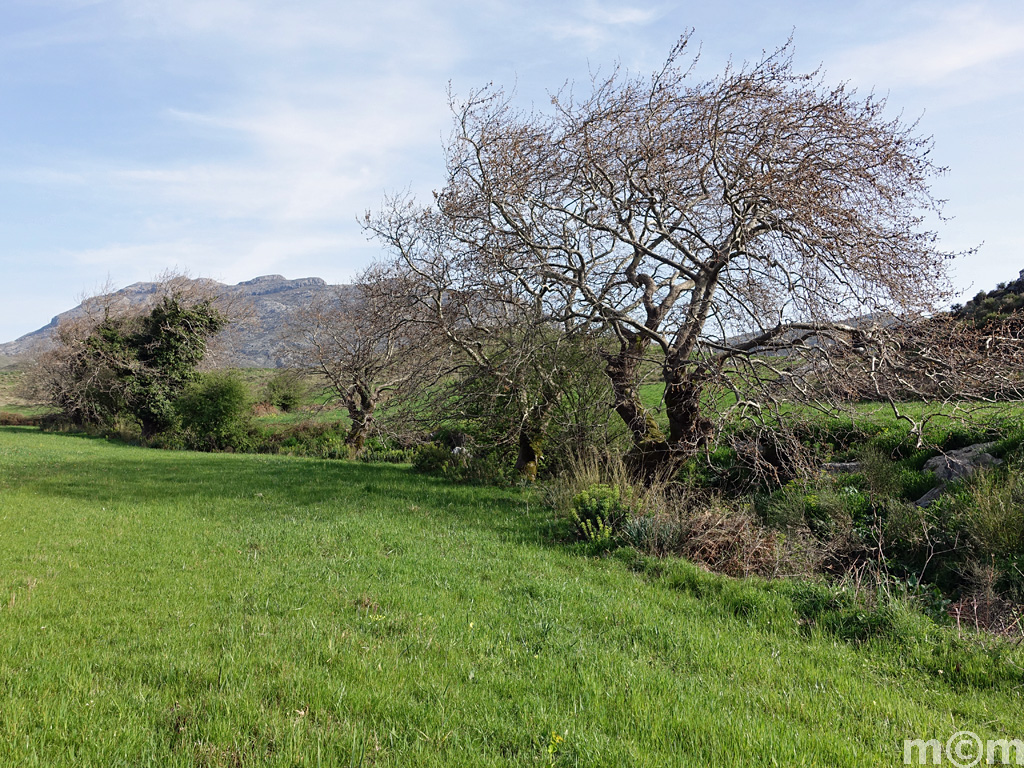 Crete Rethminon, Spili Fourkismenou