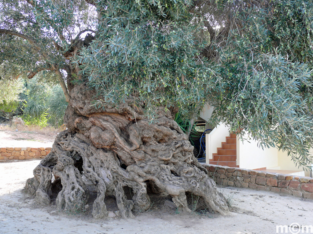 Crete Chania, Vouves