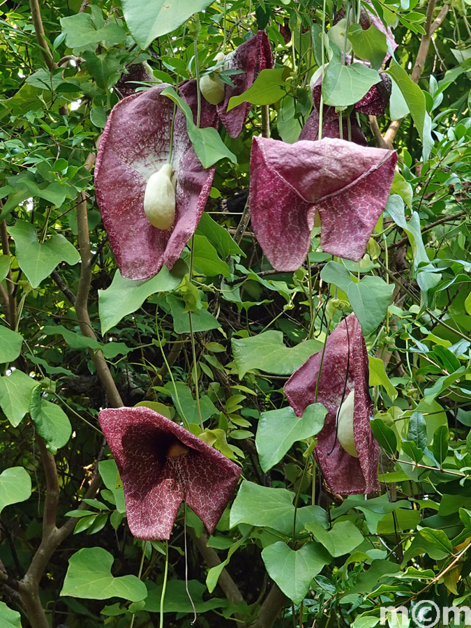 Crete Chania, Botanical Park & Gardens 