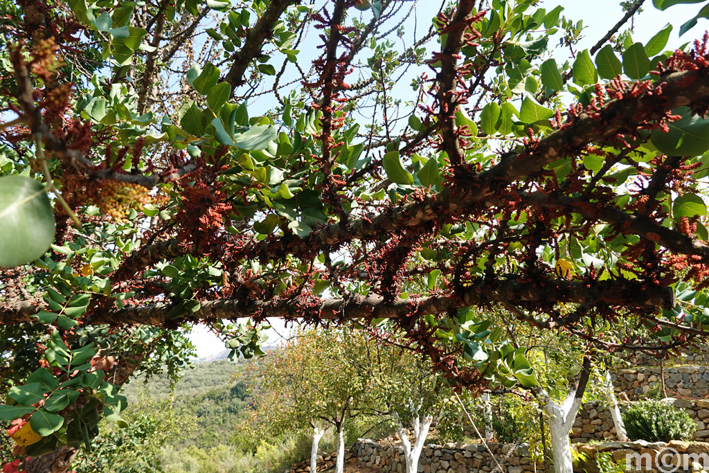 Crete Chania, Botanical Park & Gardens 