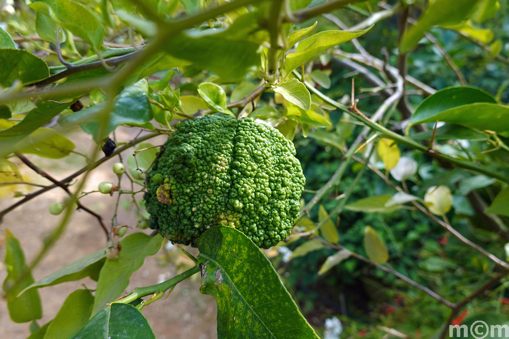 Crete Chania, Botanical Park & Gardens 