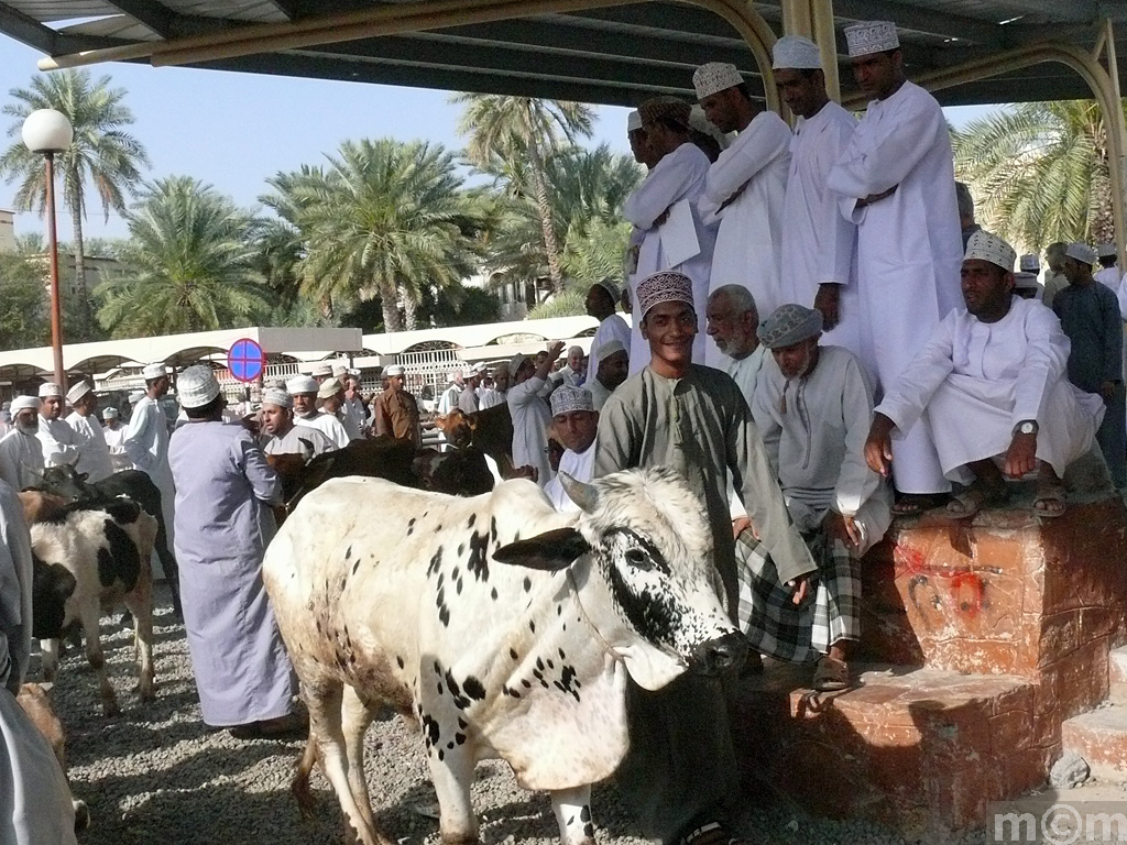 Oman, Nizwa Livestock Market