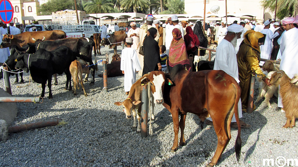 Oman, Nizwa Livestock Market