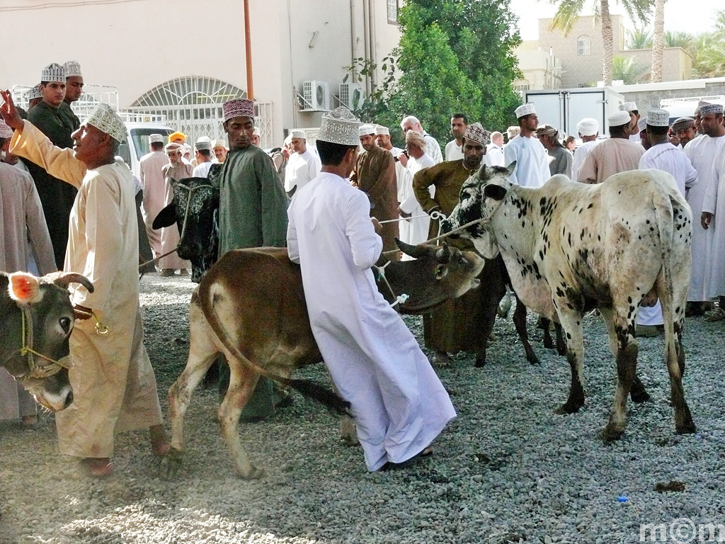 Oman, Nizwa Livestock Market