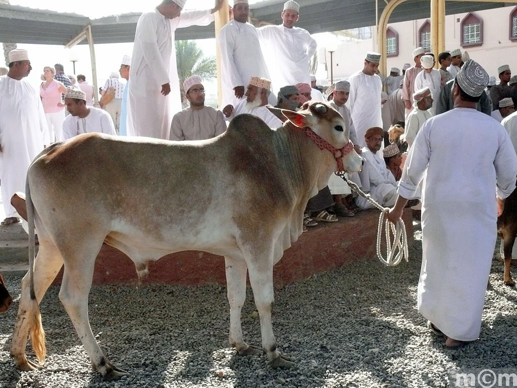 Oman, Nizwa Livestock Market