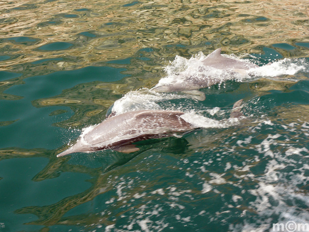 Oman, Musandam, Khor Ash Sham