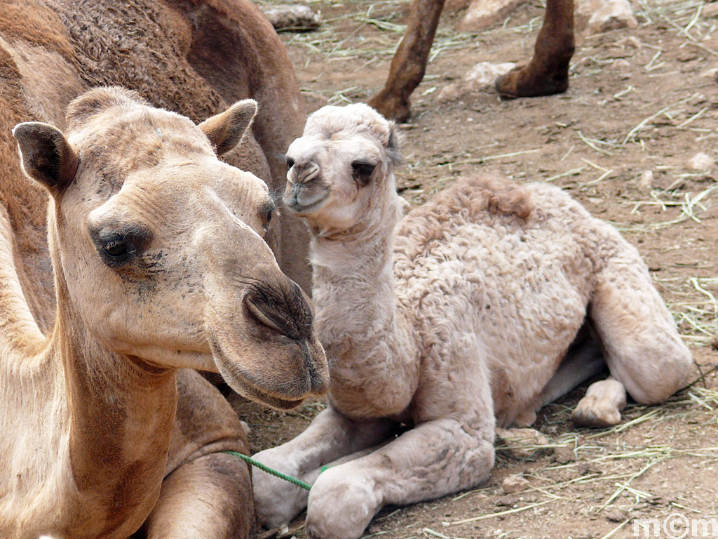 Oman, near Salalah