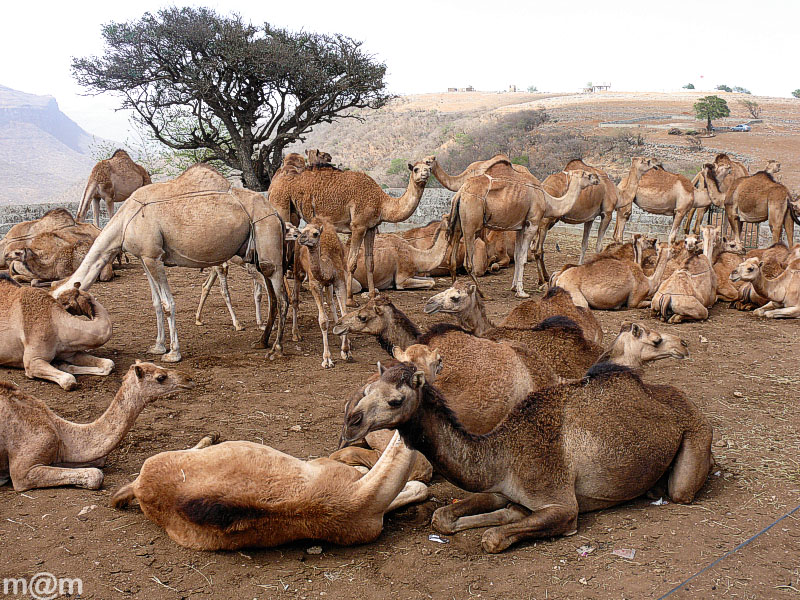 Oman, near Salalah