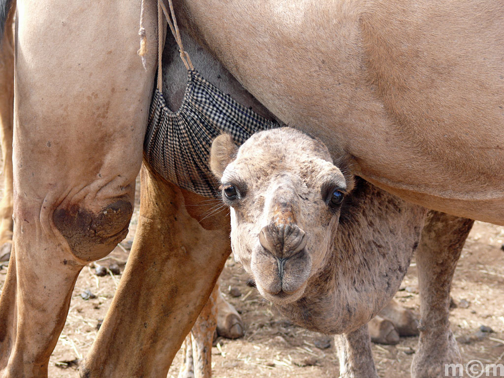 Oman, near Salalah