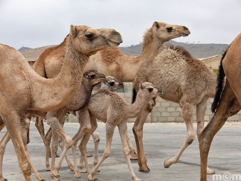 Oman, Dhofar