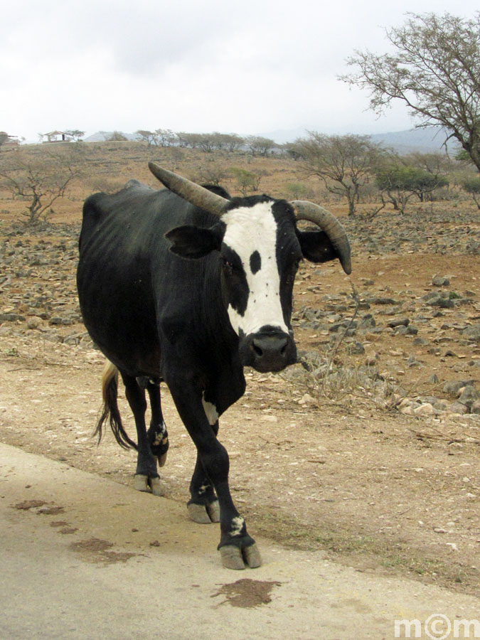 Oman, Dhofar