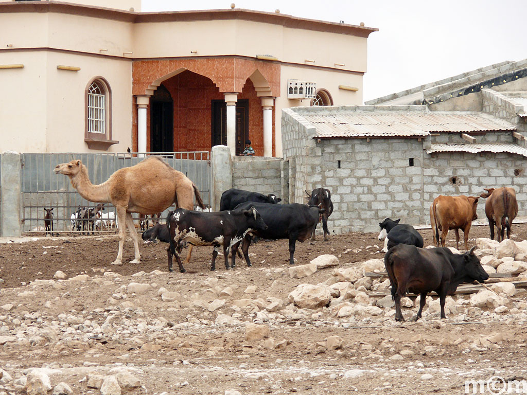 Oman, Dhofar