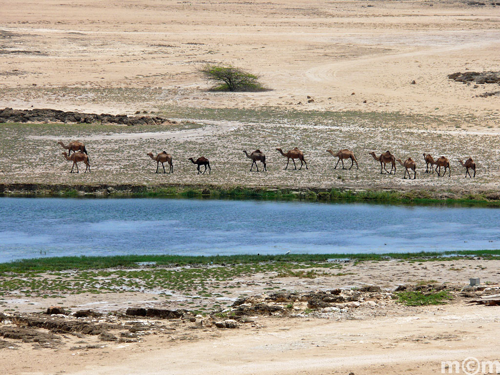 Oman, Dhofar, Khor Rori