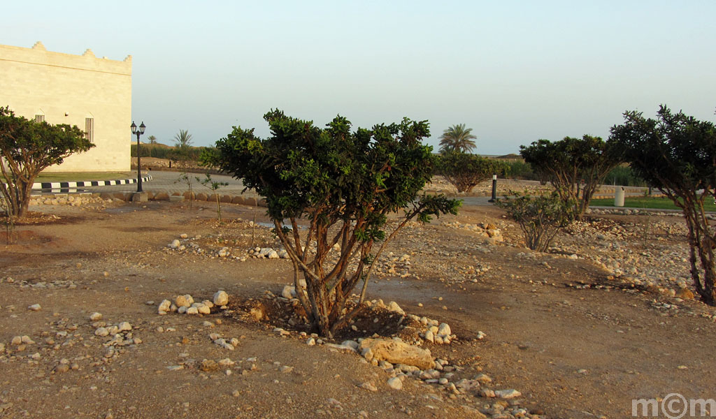 Oman, Dhofar, Salalah