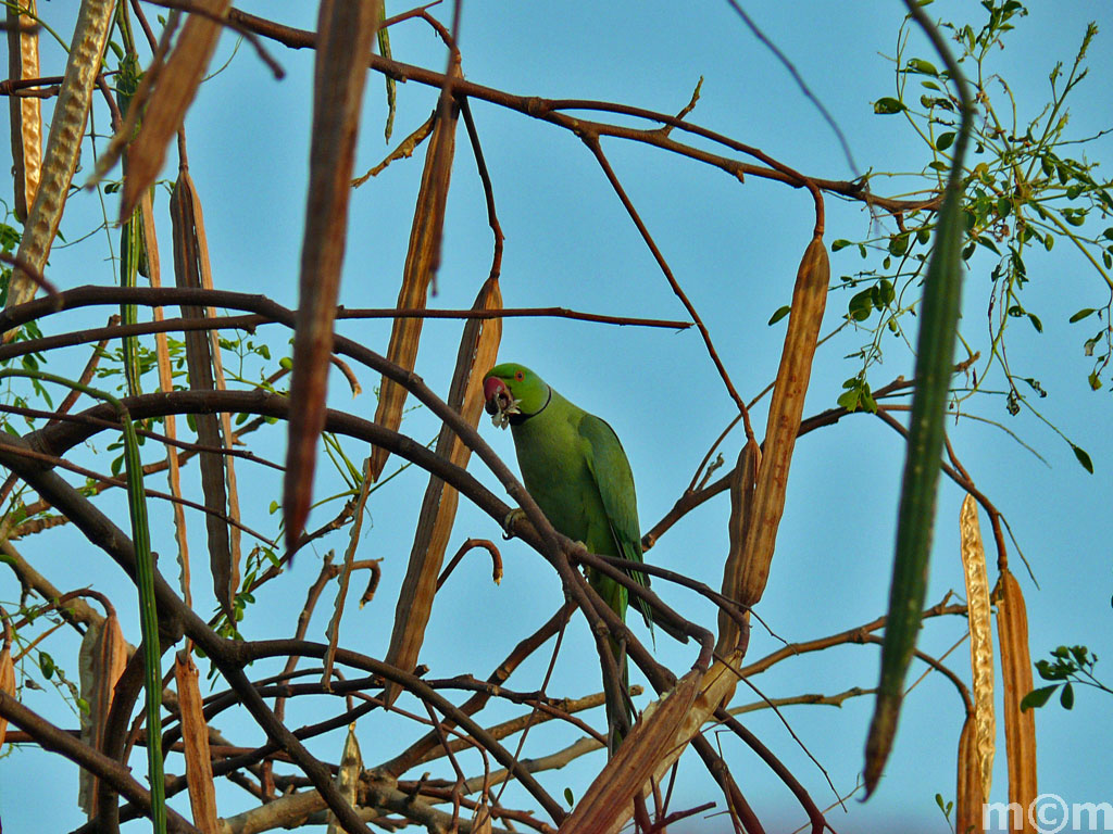 Oman, Dhofar, Salalah